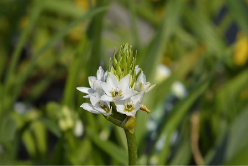 Śniedek – delikatna roślina na rabaty kwiatowe i do ogródków skalnych