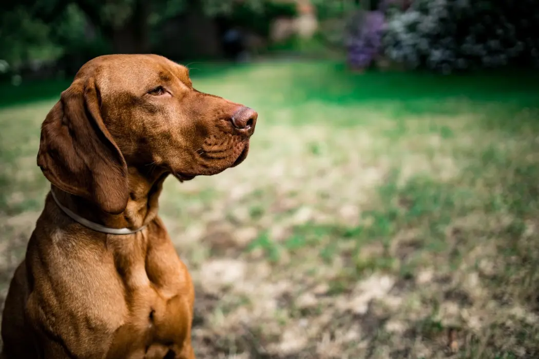 Naturalne karmy dla psa – jakie korzyści przynoszą naszym pupilom?