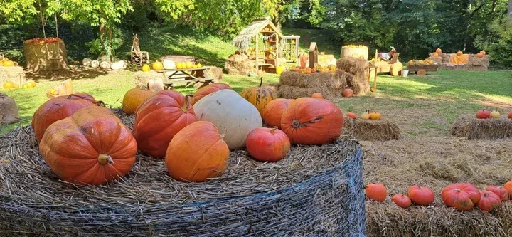 Dyniowa Kraina w opolskim zoo. Dynie i jesienne dekoracje przy wybiegu wielbłądów