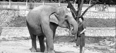 Lwy, uchatki i tort po zmroku. Zoo przygotowuje 73. urodziny