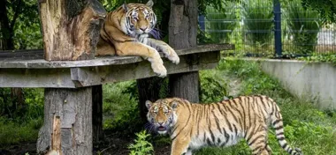 Noc w namiocie pośród zwierząt. ZOO Opole zaprasza na glamping