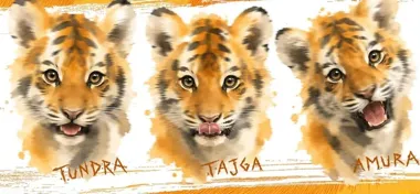 Tajga i Tundra kończą rok. W opolskim zoo ruszy też fundacja