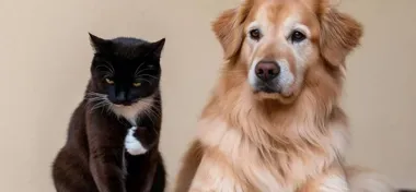 Opole domyka system pomocy dla bezdomnych zwierząt i rozdziela role