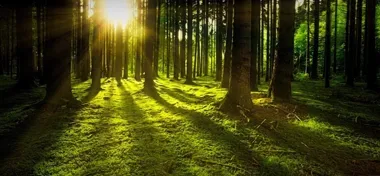 Plany lasów w Opolu będą podstawą podatku leśnego. Jest czas na uwagi