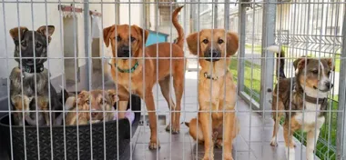 W opolskim schronisku każdy spacer i każda adopcja zaczynają się od zaufania