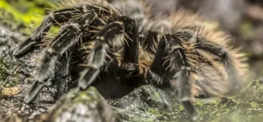 Czarna wdowa po raz pierwszy w opolskim zoo. Wieczór grozy także z rekinami
