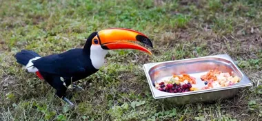 Arbuzowe lody, głowa owcy i kompot bez cukru. Tak żyją zwierzęta w opolskim zoo