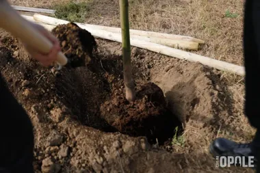 Ulice Opola dostaną zielony zastrzyk z 8,5 tysiąca roślin