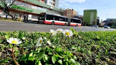 W Opolu autobusy pojadą inaczej na Boże Ciało. Zmienia się też praca kas