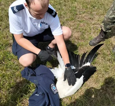 Miał potrącić bociana i odjechać. Policjanci znaleźli rannego ptaka w Turawie