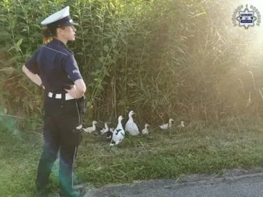 Kaczki na środku jezdni. Policjanci z Namysłowa ruszyli do nietypowej interwencji