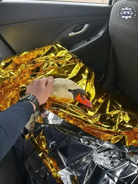 Drogówka ruszyła na nietypowe wezwanie - łabędź utknął w siatce