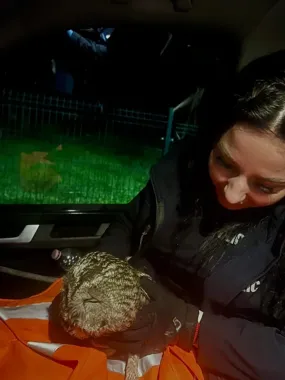 Ranna sowa w rowie pod Głuchołazami - policjanci ruszyli na pomoc