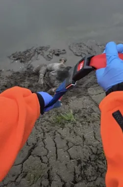 26-latek ugrzązł w rzece pod Kietrzem - policjanci wyciągnęli go liną