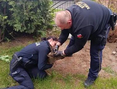 Uwięziony koziołek na posesji - policja i strażnicy ruszyli do akcji