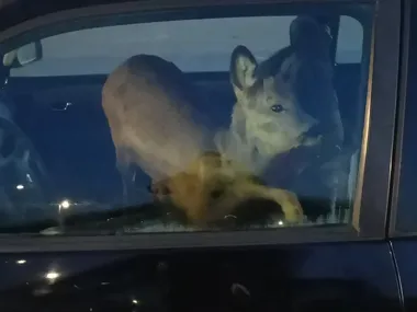 Sarna na przednim siedzeniu - kierująca pojechała do pracy z rannym zwierzęciem