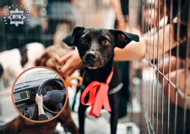 Przyjechał po psa i od razu wpadł - miał ponad 2 promile