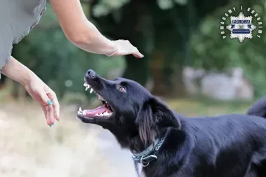 Otwarta brama i sekundy grozy - 9-latek trafił do szpitala po ataku psów